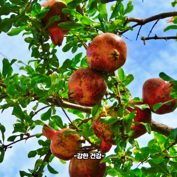 전립선에 좋은 음식