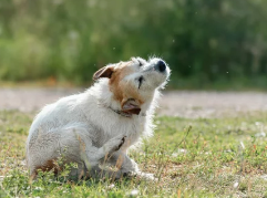 강아지 사진/출처:어도비스톡