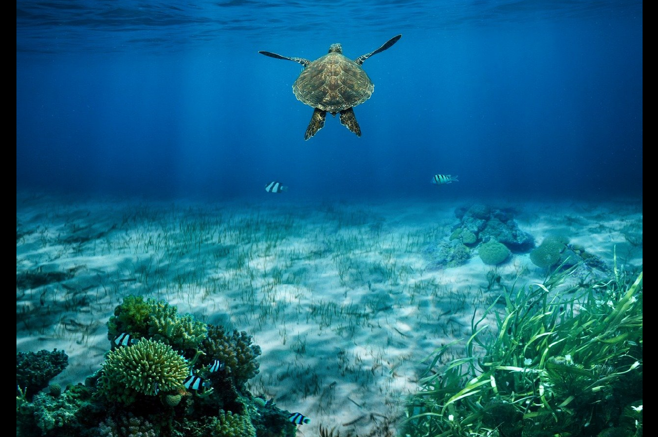 바다거북이 관련 사진