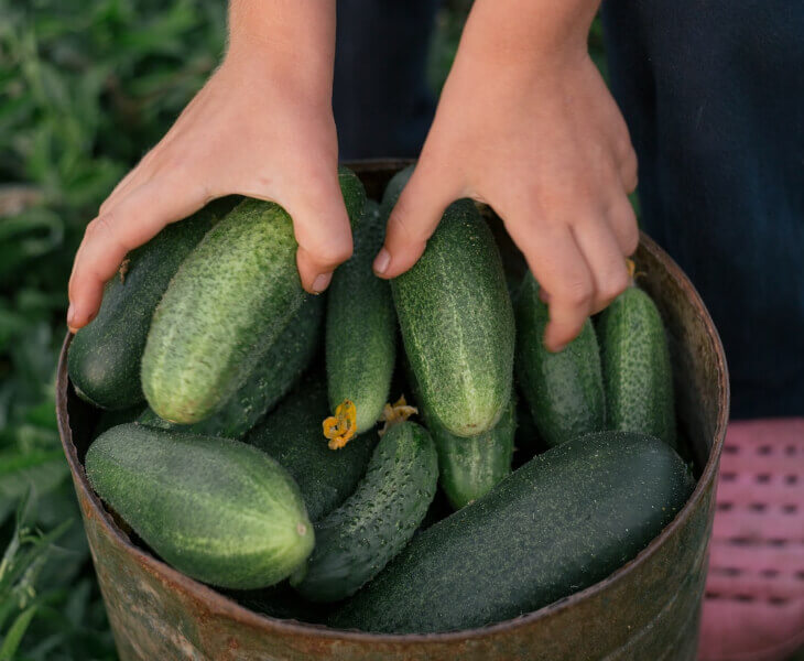 바구니에-들어있는-싱싱한-오이들