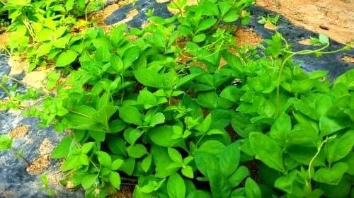 더덕재배-종자-심는시기-파종시기-수확시기