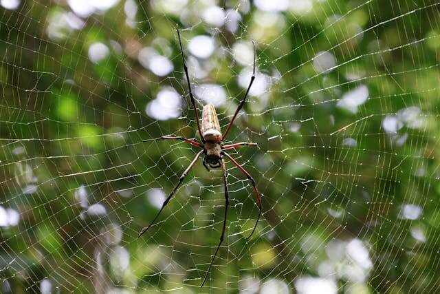 벌레 나오는 꿈, 스트레스 해소의 신호