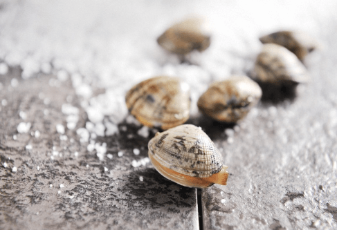 바지락보관방법