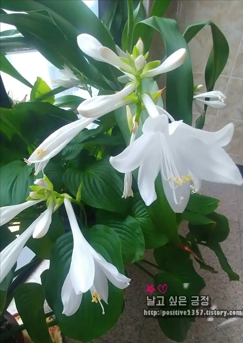 옥잠화 Hosta plantaginea