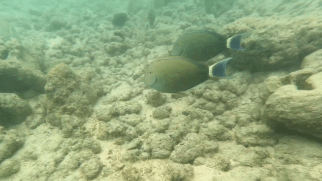 하나우마베이스노쿨링