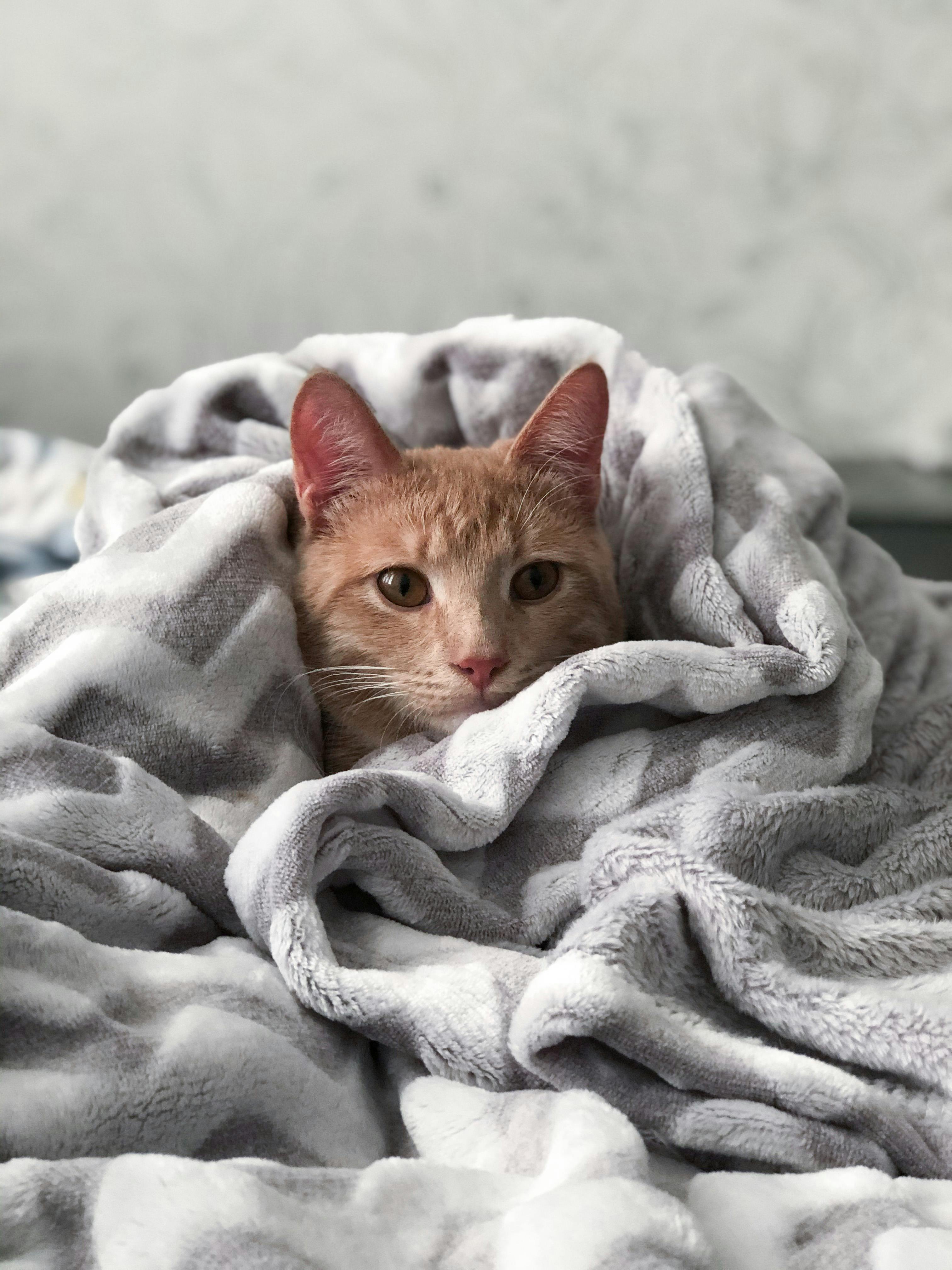 고양이 사진