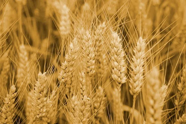 카무트 효소 발효