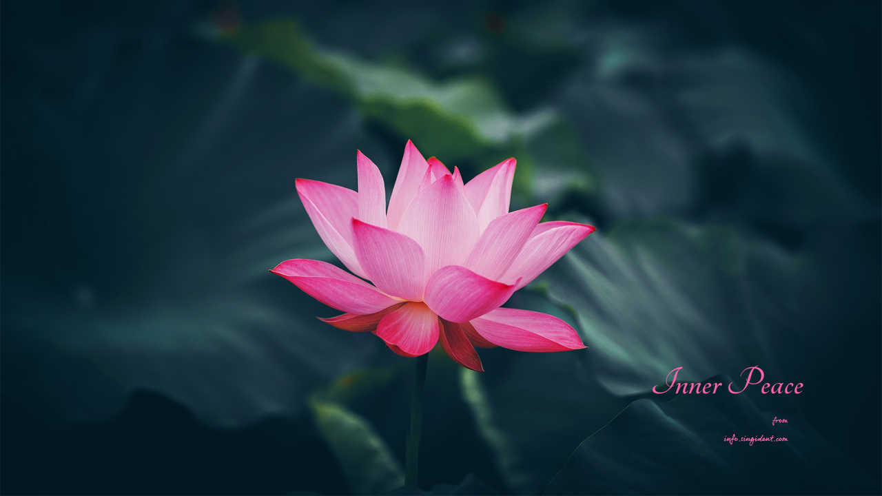 10 활짝 핀 연꽃 클로즈업 C - Inner Peace 연꽃배경화면