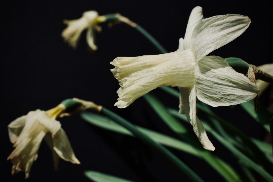 A detailed close-up of wilted daffodil flowers captured with soft lighting against a dark background.