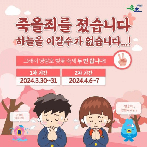 2024 속초시 영랑호 벚꽃축제 기간연장 행사 일정 주차 안내