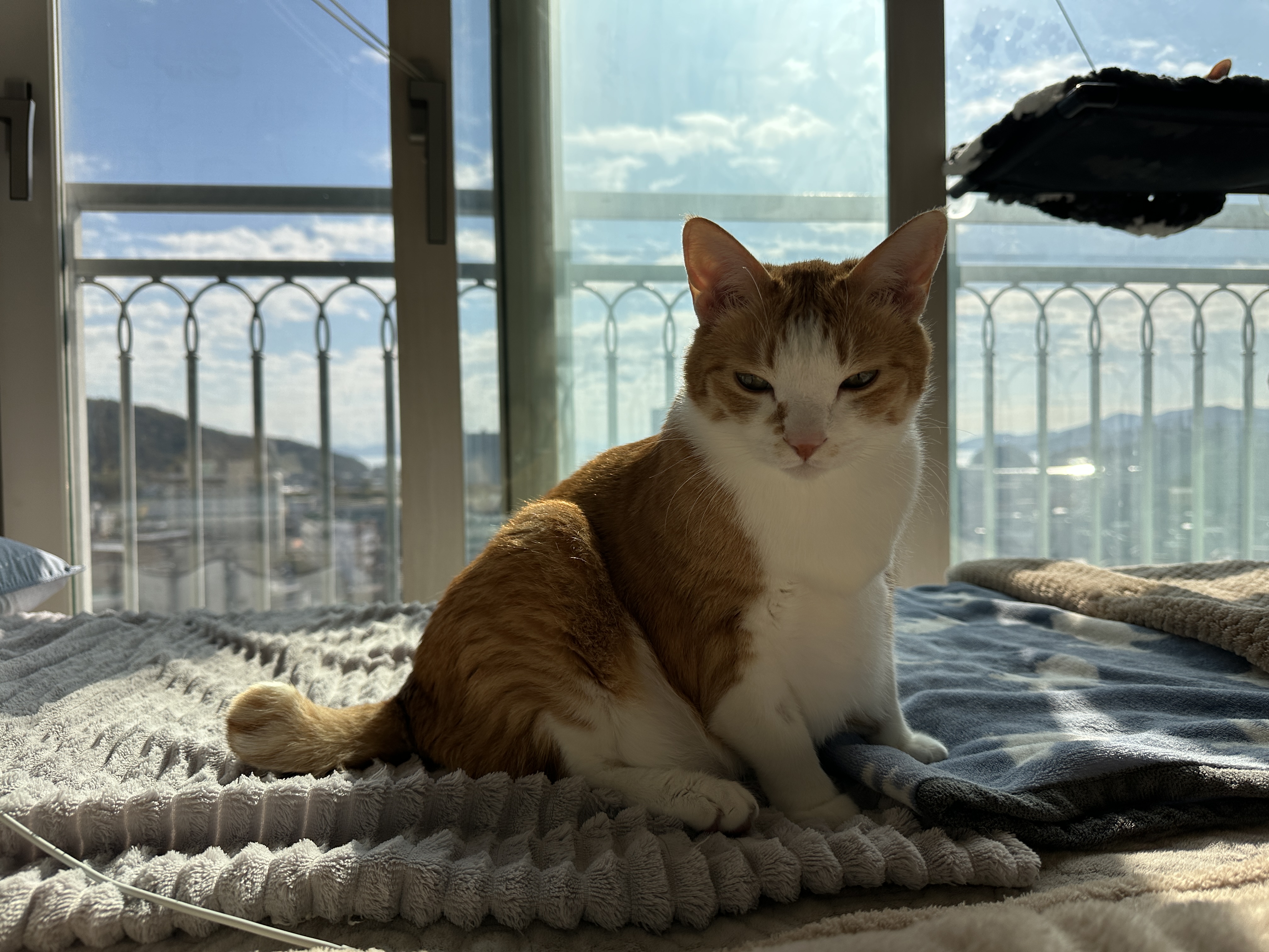 침대_위에_앉아_있는_호야_3