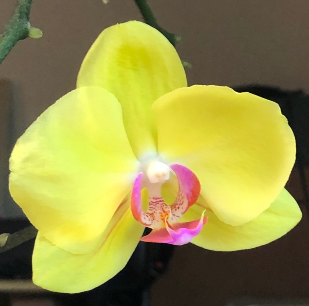 orchid