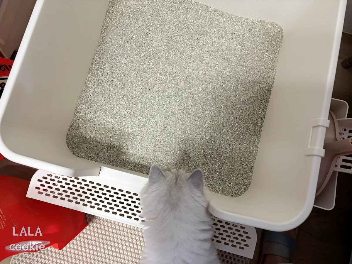 고양이-모래-추천-닥터펠리스-하드볼-후기-관심-가지는-고양이