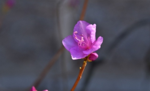 2025 군포 철쭉축제 교통 안내