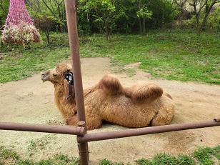 에버랜드 스마트줄서기