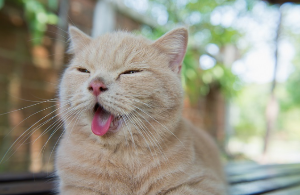 입을 벌리고 혀를 내밀고 있는 고양이