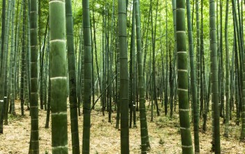 전통 설화나 민간요법 속에 기록된 식물 이야기