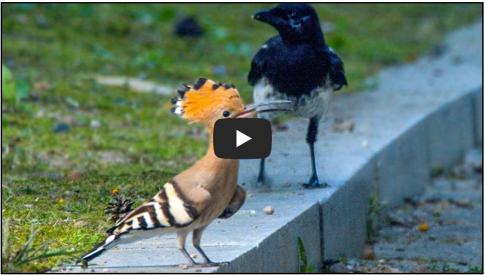 다큐멘터리 유튜버 순위 TOP 8 2