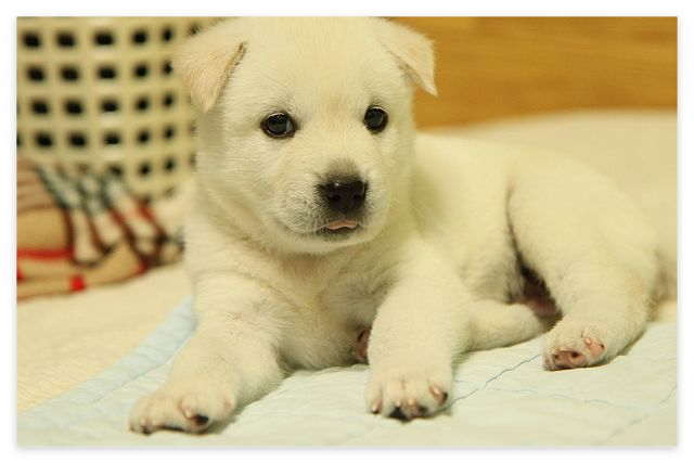 강아지의날 행사