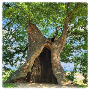 달빛소리수목원