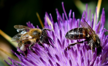 글루타치온 많이든 음식 47
