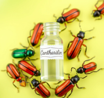 남가뢰칸타리딘그림