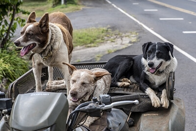 꿈 해몽 썸네일