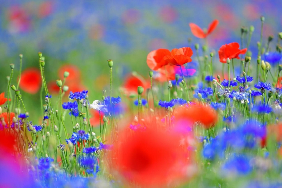 원주 용수골 꽃양귀비 축제