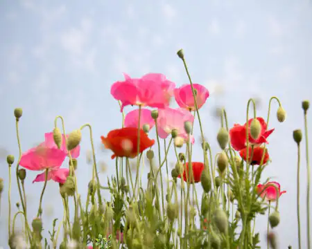 5월여행지추천-양귀비꽃축제