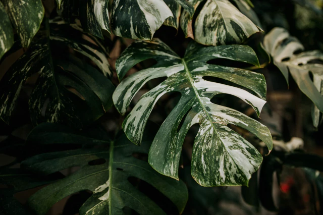몬스테라-알보