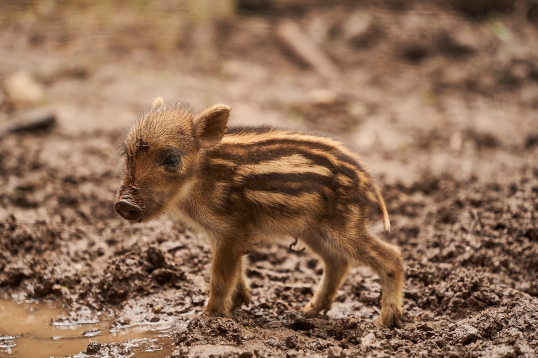 Piglet