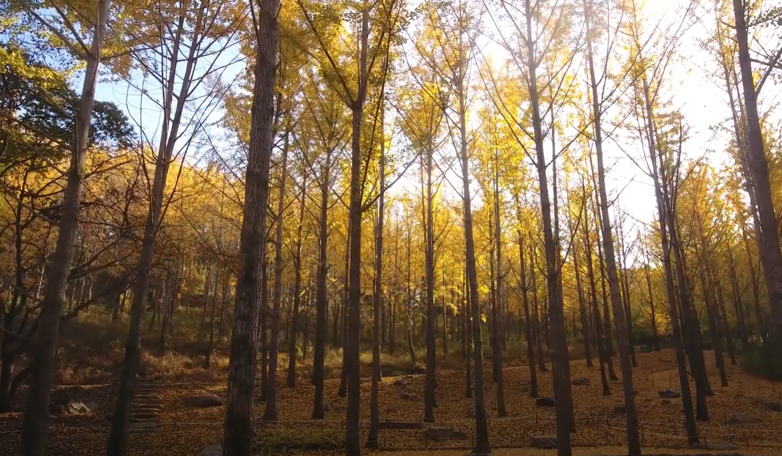 에버랜드 비밀의 은행나무 숲 예약 신청