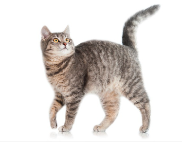 앞다리를 띄우고 있는 고양이.