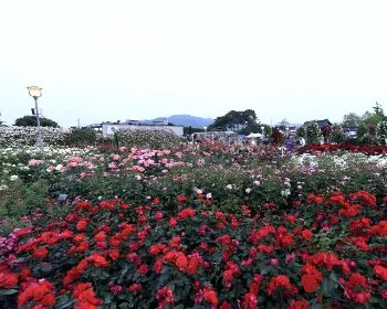 곡성 장미축제_30