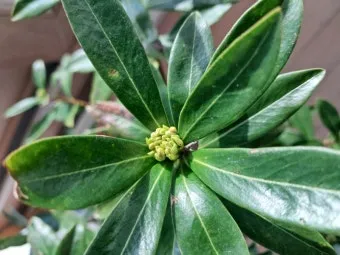 천리향 키우기와 향을 오래 유지하는 방법_10