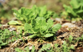 정월 대보름 나물 만드는 법