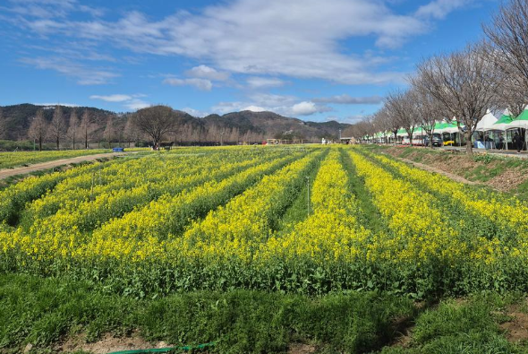 2026 창녕낙동강유채축제 일정 기간 프로그램 가볼만한곳 TOP 03