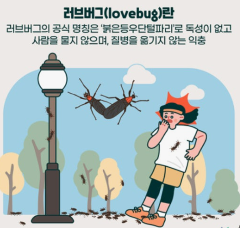 러브버그 설명