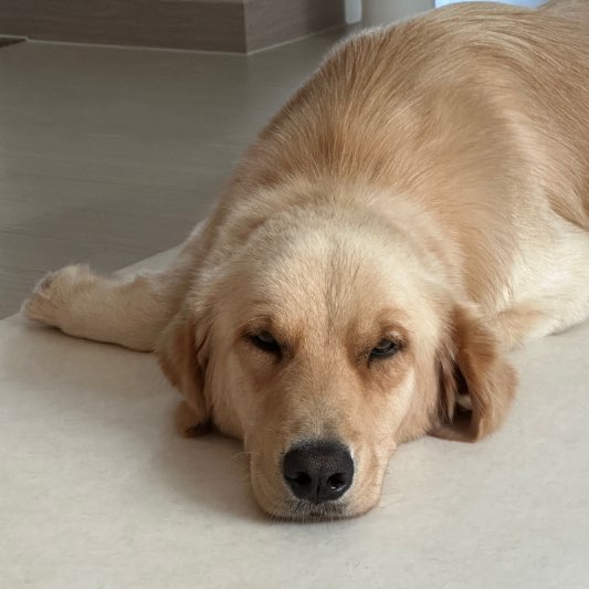 반려견등록방법