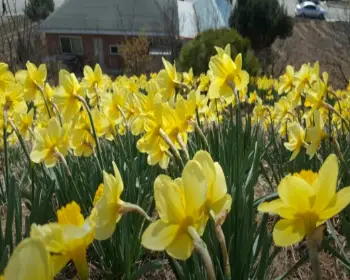 서산 유기방가옥 수선화 축제_21