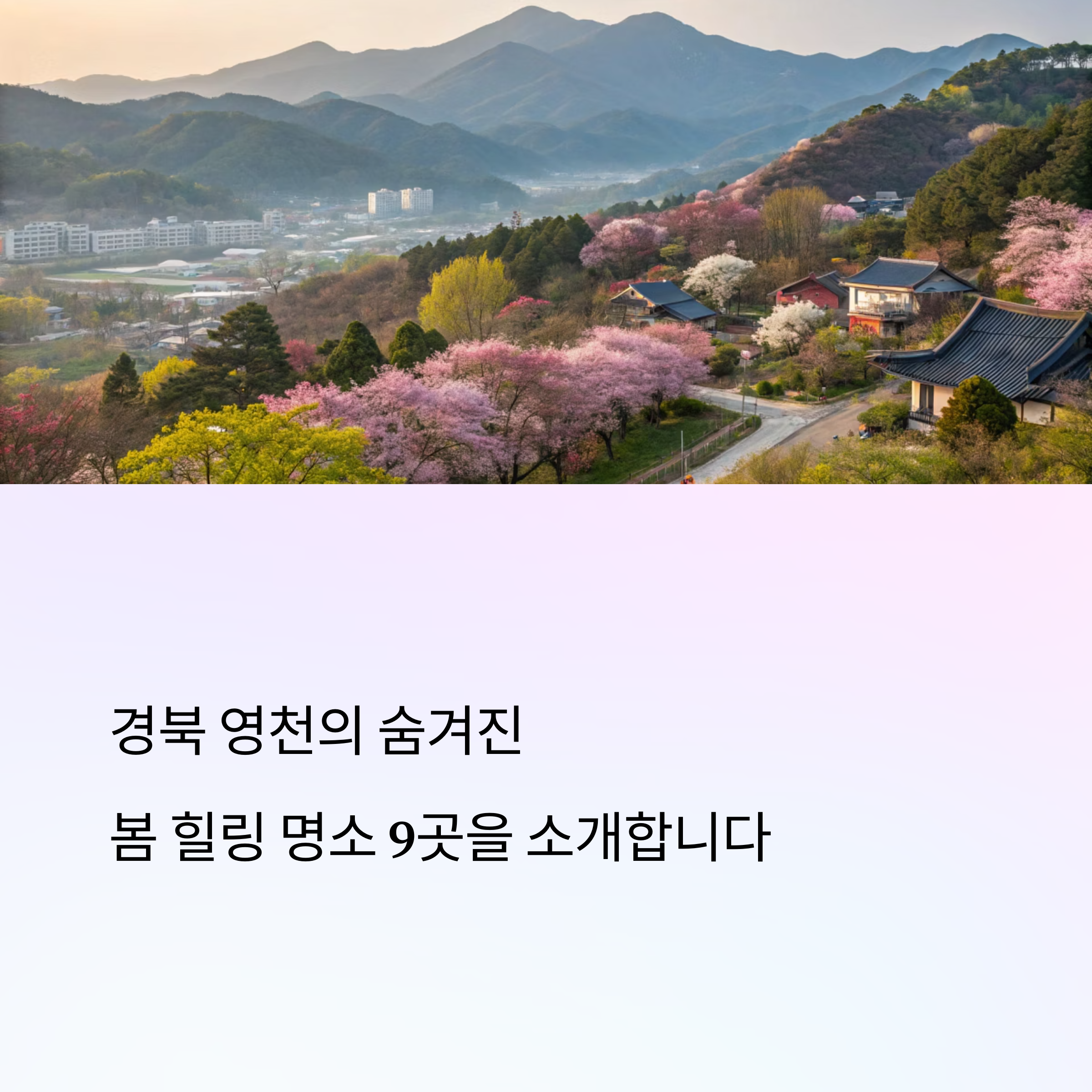 경북 영천 여행 코스: 작약꽃밭