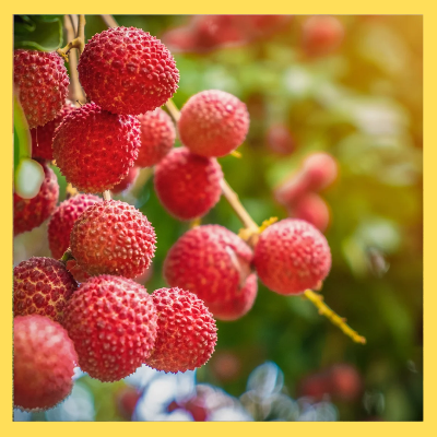 농식품바우처신청방법 