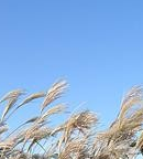 전국 수목원 BEST 5 – 자연의 품으로 떠나는 진짜 힐링 여행