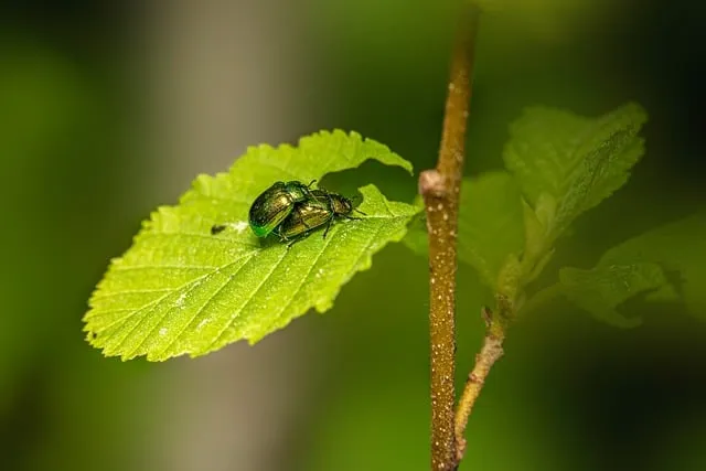 병해충 천적 활용 무당벌레 기생벌 끈끈이트랩 친환경 방제_8