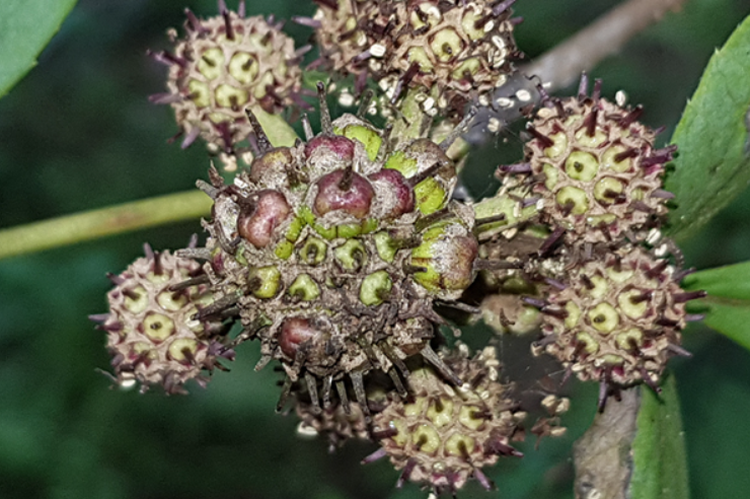 태안 안면도 수목원