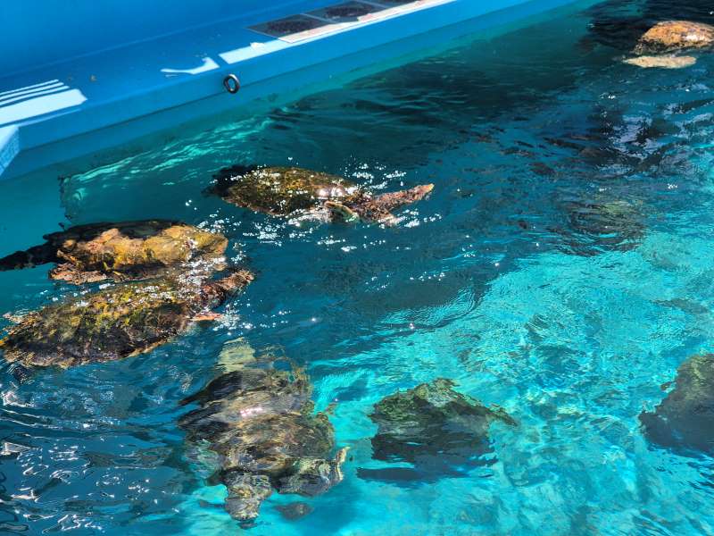 오키나와-거북이