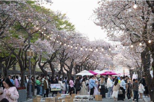 경주 대릉원돌담길 벚꽃축제