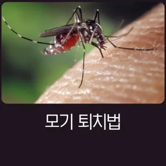 모기 박사님 추천 모기 퇴치법과 여름철 모기 없는 집 만들기 실전 전략_6