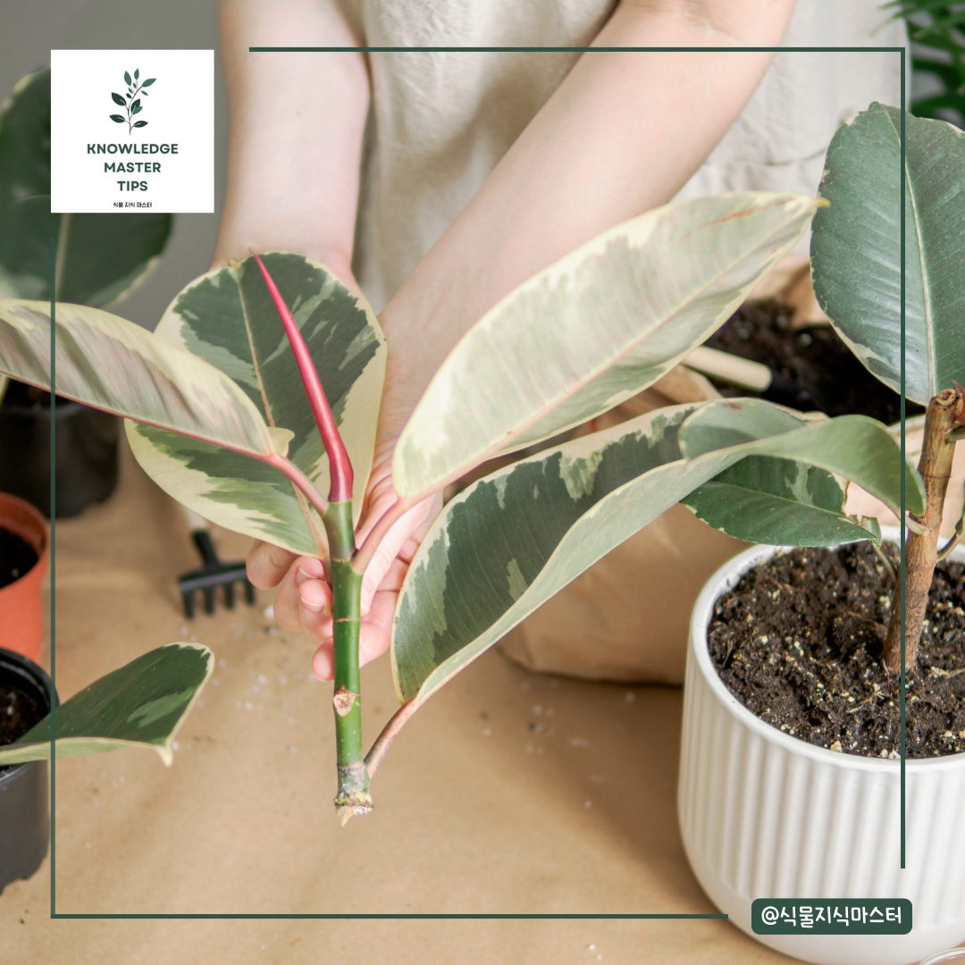 고무나무 잎이 떨어지는 이유