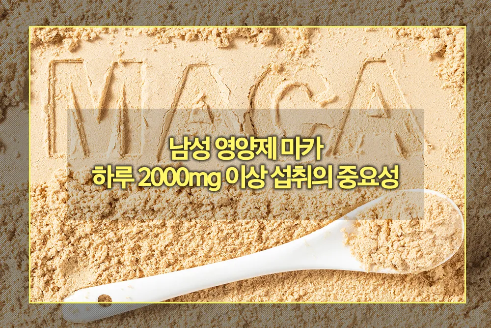 남성 영양제 마카 하루 2000mg 이상 섭취의 중요성